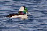 Bufflehead Duck_52304